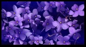 Violets2
